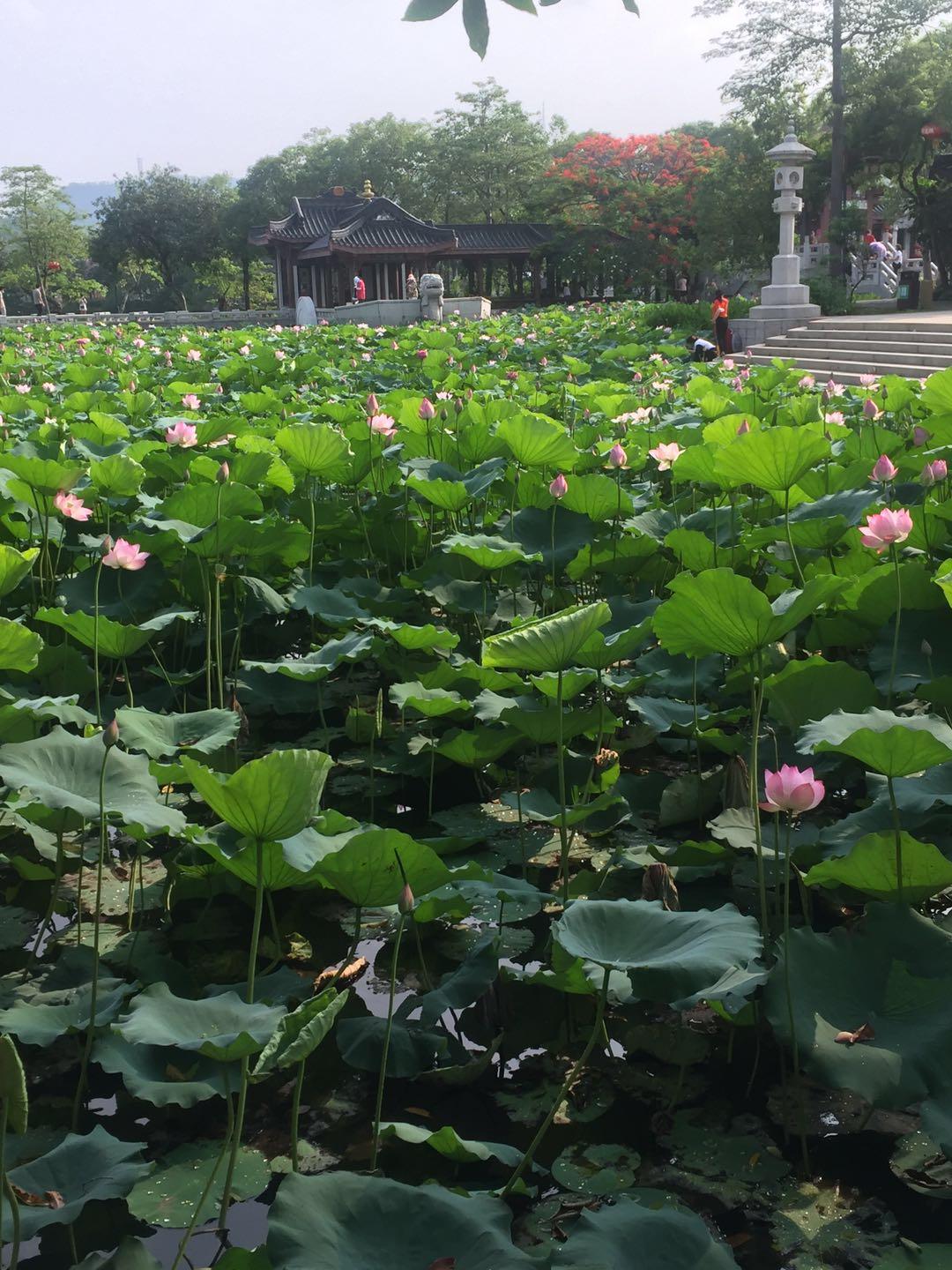 北方室内盆栽荷花的养殖方法,如何进行盆栽栽培管理?