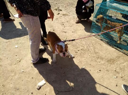 狗市：长相凶猛的斗牛犬，深受年轻人的爱戴，你喜欢吗？