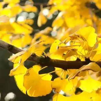 沈阳银杏叶沈水湾相关长尾关键词有哪些