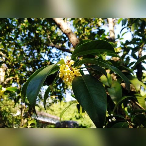 无锡市批发羊肠的长尾关键词有哪些