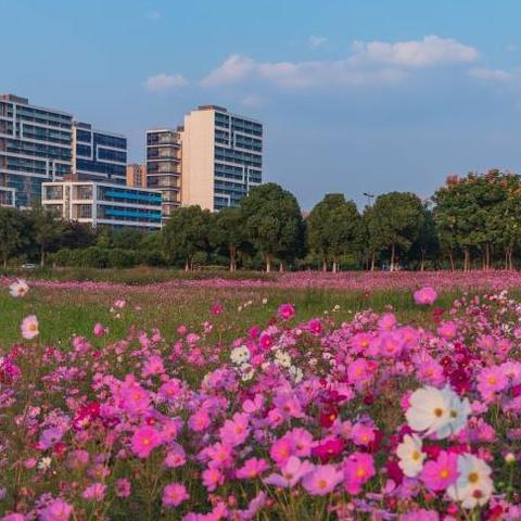 无锡市哪里有卖养花土