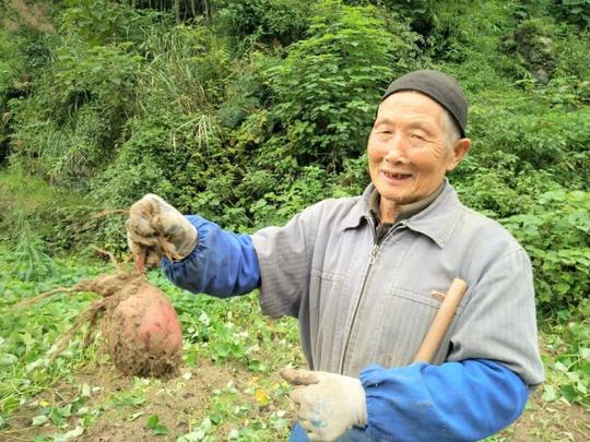 「秋后喜算丰收账」思南：春晖人士返乡创业带领百姓增收致富