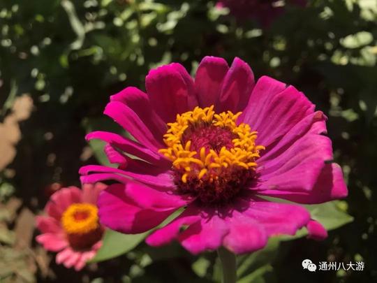 新榜样｜当代“花仙子”曹玉美：小种子大生意，万花园是这样炼成的