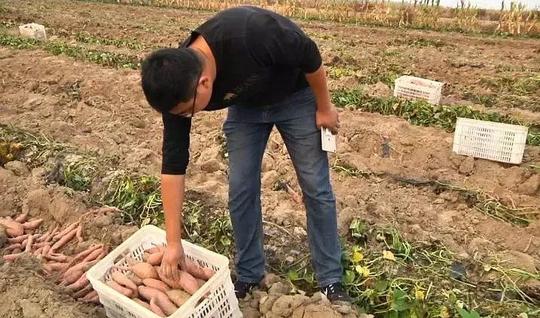 寿光返乡创业大学生在盐碱地上种地瓜，一年卖了700万！