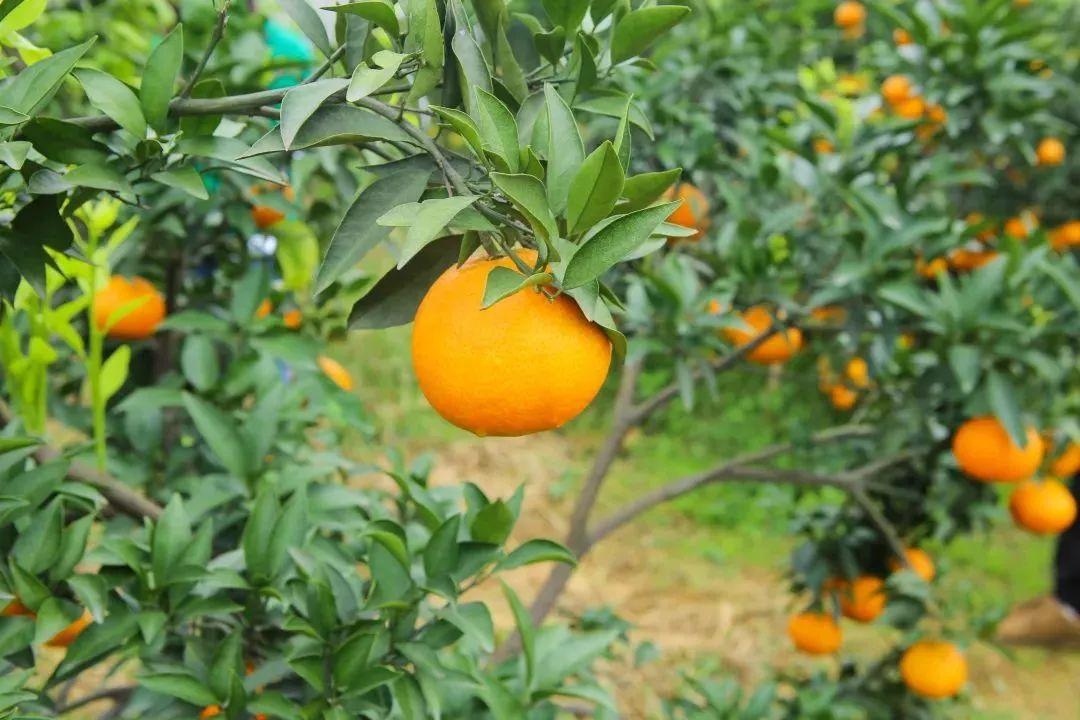 爱媛果冻橙谁家最好吃（果冻橙的营养价值）