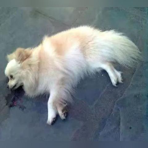 临沂市晚上哪里有卖狗的