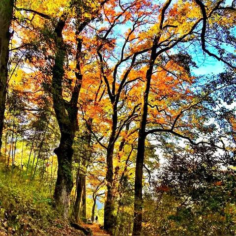 温州市京都城在哪里