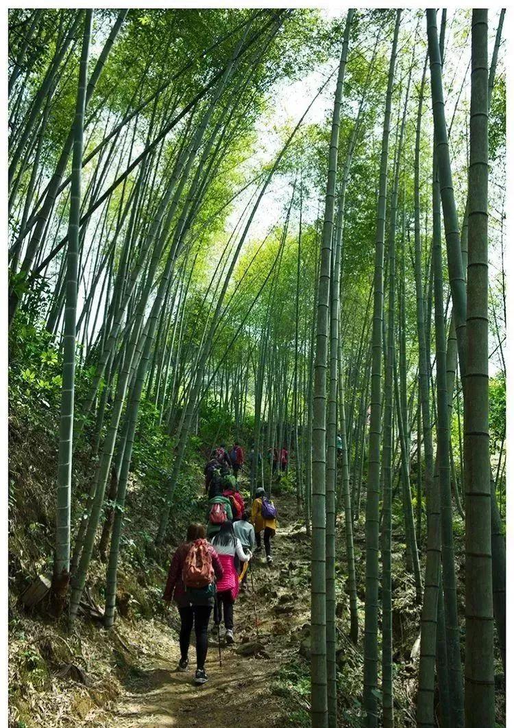 从化有什么美食（有什么本地的美食推荐）