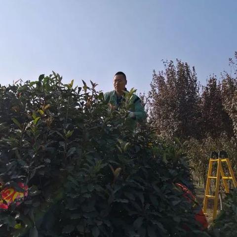 西安市绿化工人怎么找