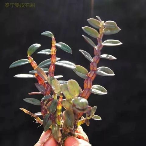 厦门市大龙树是哪个区