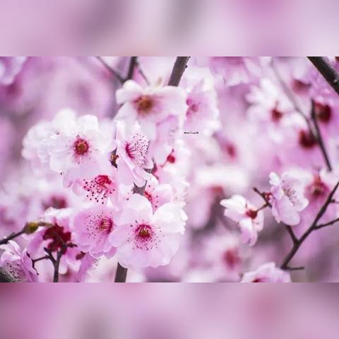 大连市街边养的是什么花