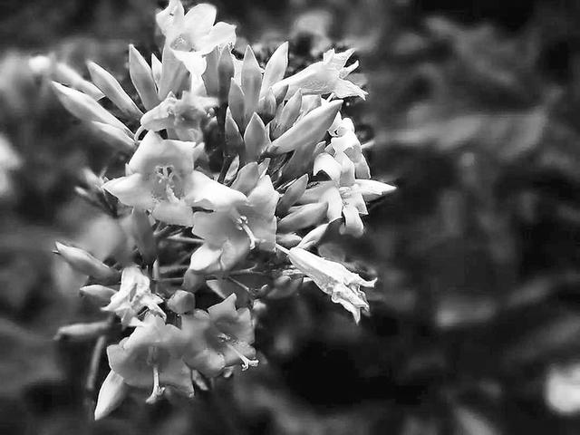 金庸去世一周年朋友圈说说 金庸去世一周年朋友圈说说