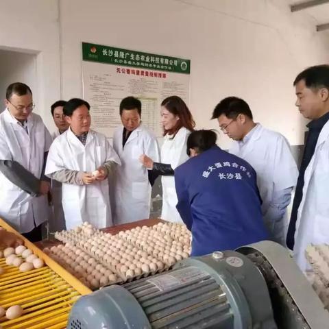 长沙市哪个公园有桑叶