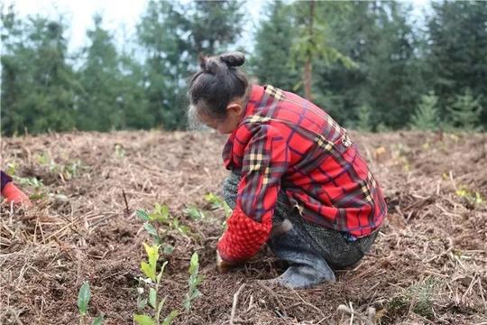 大坝的村民高兴了，都说这样挣钱还安逸！