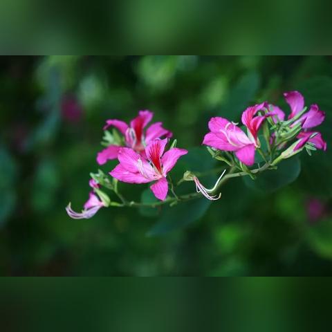 羊蹄甲福建的相关长尾关键词有哪些