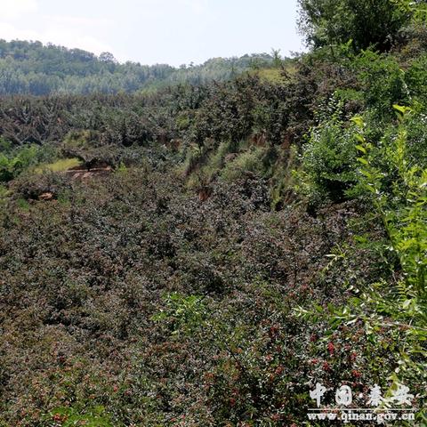 河南旱灾旱灾的相关长尾关键词有哪些