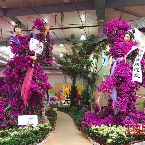 福建漳州三角梅新品种黄金介绍？