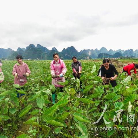 桂林在哪能买到芋头粉的相关长尾关键词有哪些