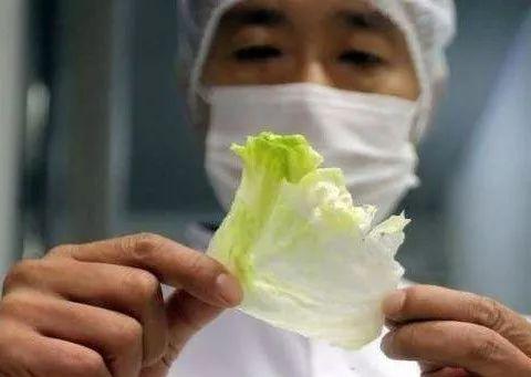 在肯德基背后赚钱的中国人：放弃高薪当农民，靠生菜年入4.8亿