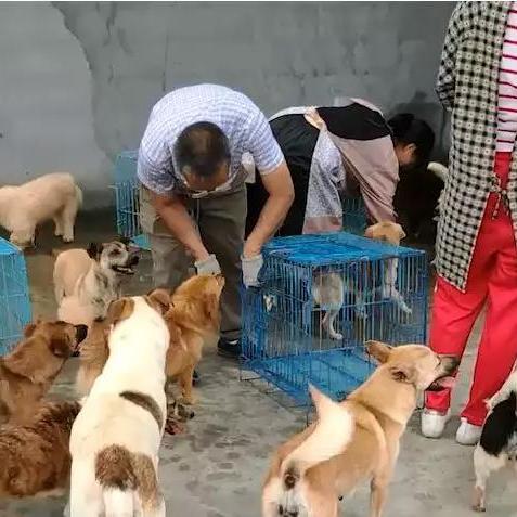 温州市狗贸市场在哪里啊