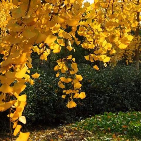 南充市玉屏公园游乐设施有哪些？