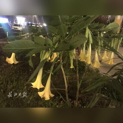 武汉市有一些什么花