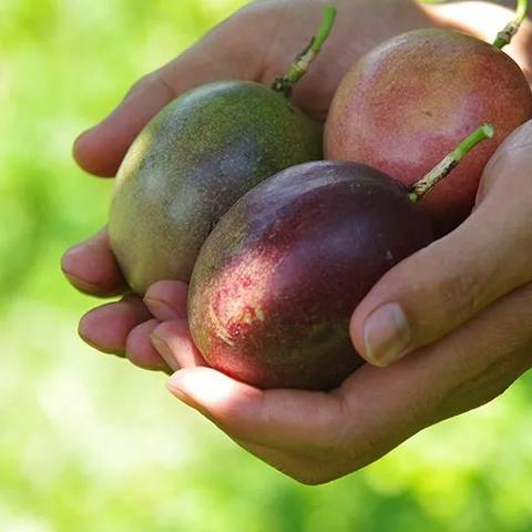 桂林市哪里有百香果苗