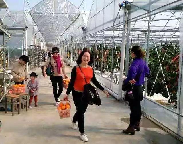红美人柑橘栽培技术与管理方法图片（2023年种植什么柑橘品种好）