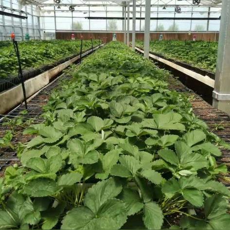 西安华盛苗相关长尾关键词有哪些