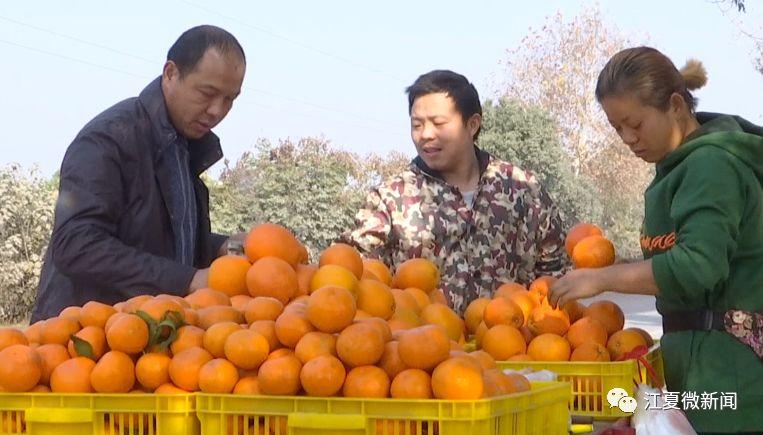 十畝柑橘種植手藝_農人伴侶靠一畝三分地