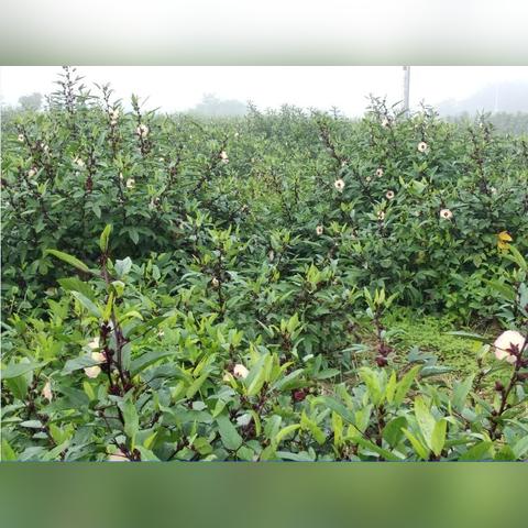 南宁加工市场的相关长尾关键词有哪些