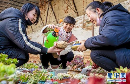 河北武邑：80后夫妻回乡打造“多肉花园”