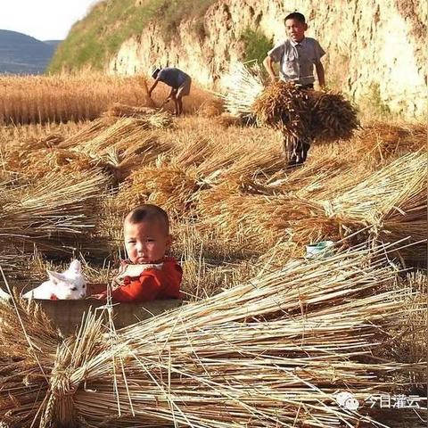 南通市大豆一亩多少斤