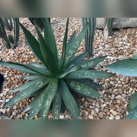 厦门沙生植物园的相关长尾关键词有哪些