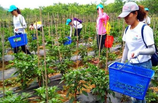 政府支持创办果蔬园，残疾运动员实现创业梦想