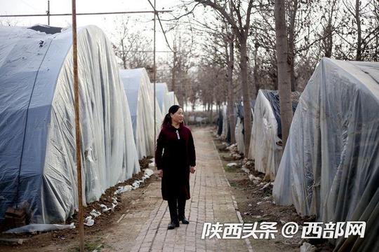 40年40城40人丨陈仓区李拴英：用小食用菌为留守妇女撑起“致富伞”