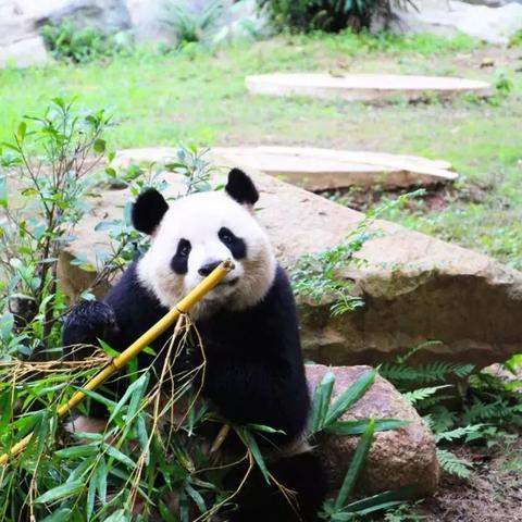 昆明市有多少个动物园