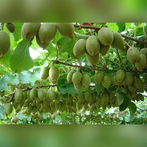 温州市猕猴桃的长尾关键词有哪些