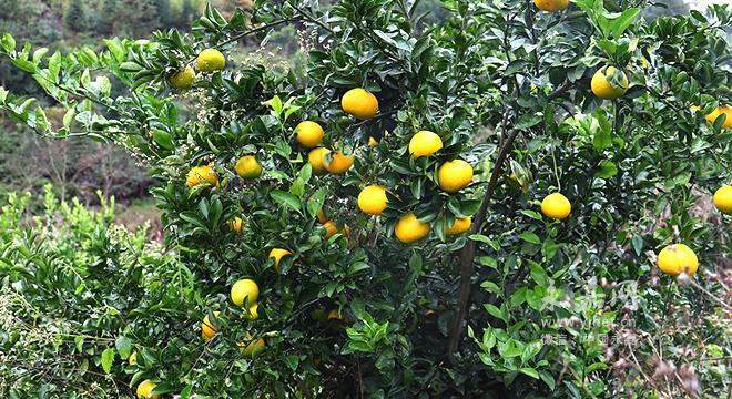 兩年生柑橘苗種植手藝_沃柑兩年苗夏稍用什么藥防治蚜蟲跟青蟲