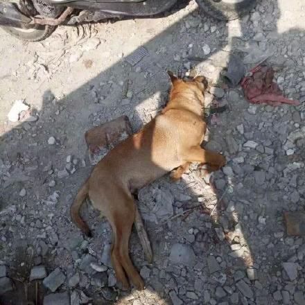 东莞市哪些狗狗禁养了