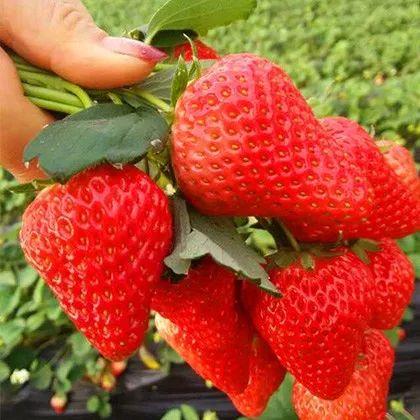 冬天孕妇吃草莓好吗