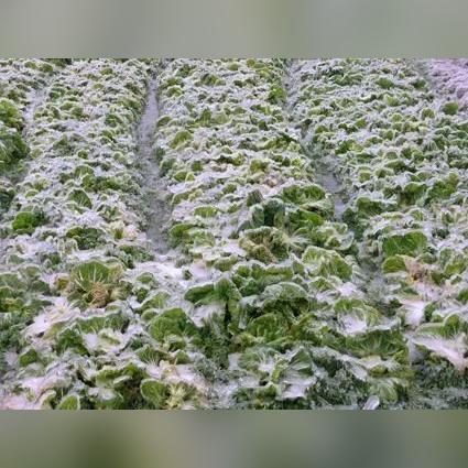 河南油菜小麦的相关长尾关键词有哪些