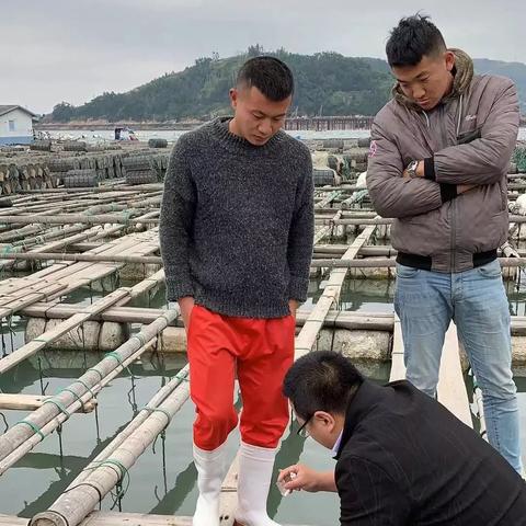 福建霞浦 海参怎么样