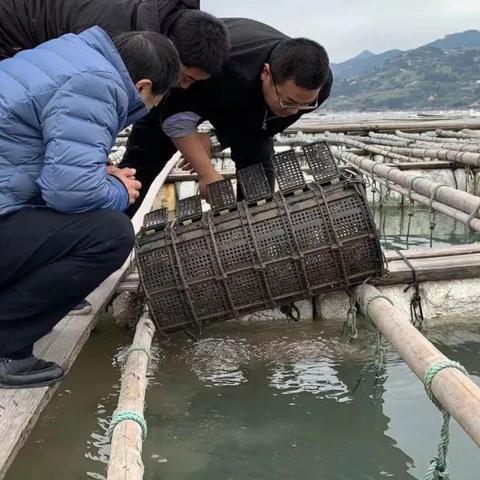 福建哪个哪个海产海参