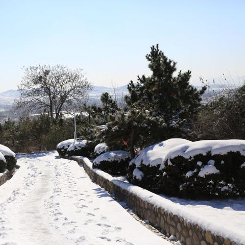 莲花山那棵树叫什么？