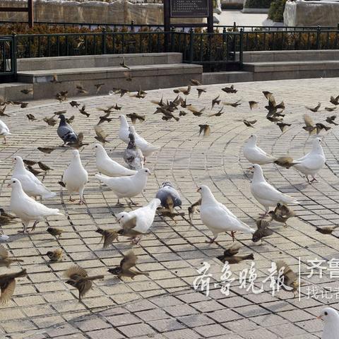 济南市场活鸽价格多少