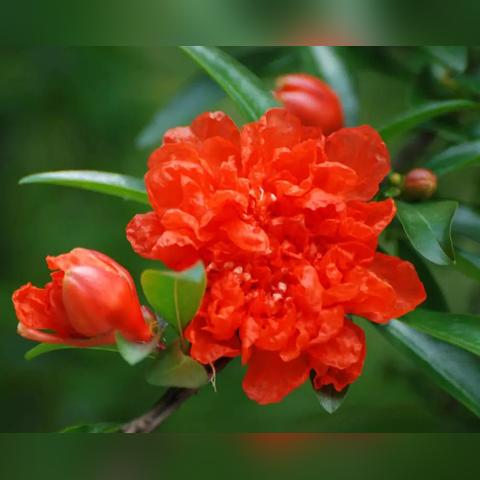 西安市的市花什么花