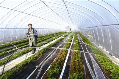 大学生创业打造无土栽培基地种植草莓亩收入20万元