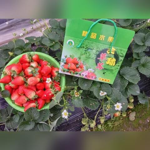 桂林市象山区有哪些农庄