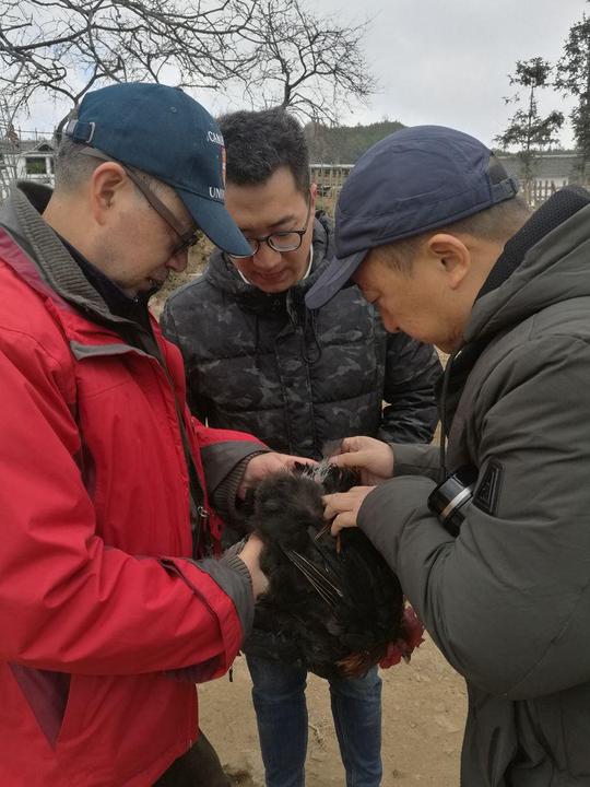从不杂交肉鸡的“灰鸡”走出大山，他回乡创业带乡亲脱贫，几十元的鸡卖出两百元好价